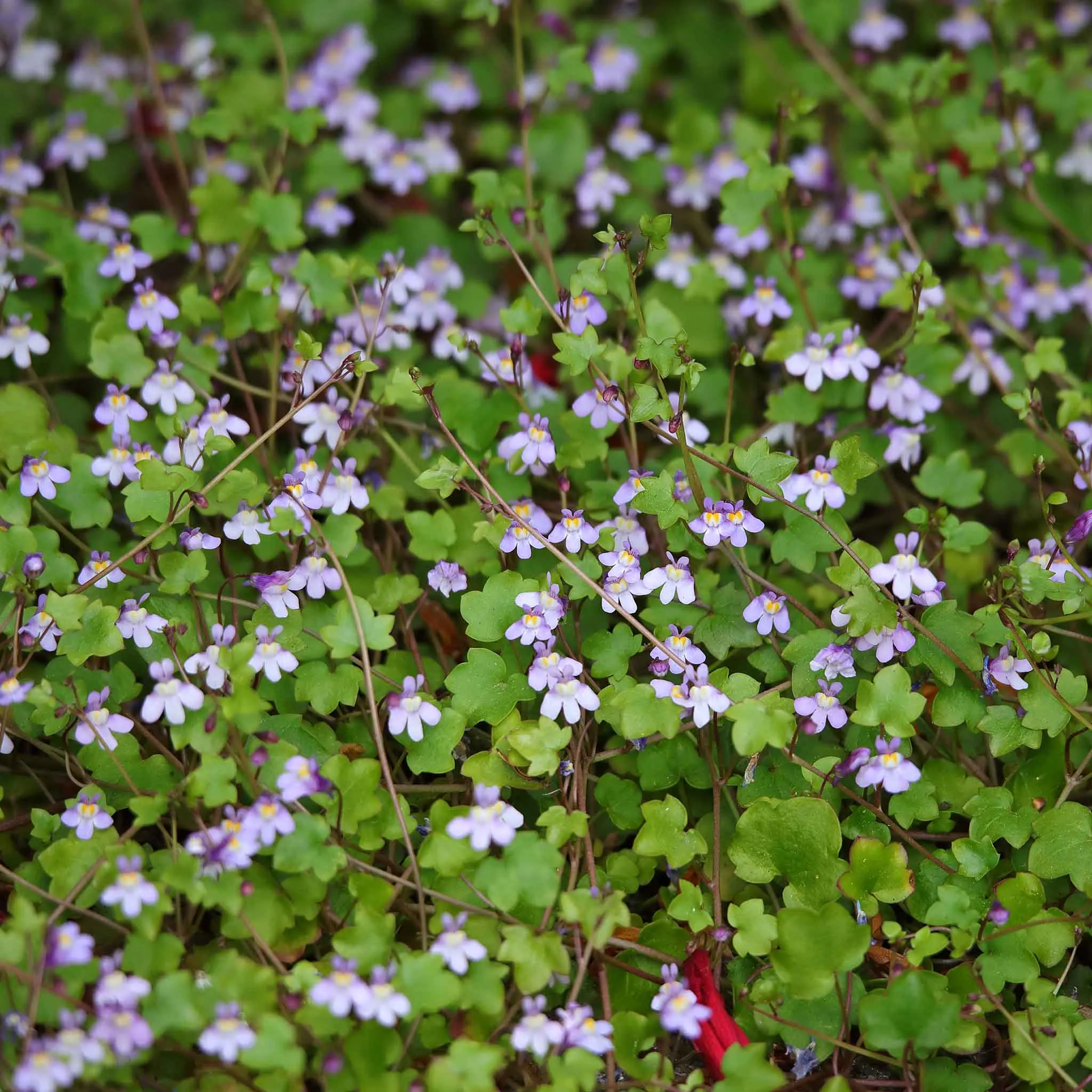 Kenilworth Ivy Seeds